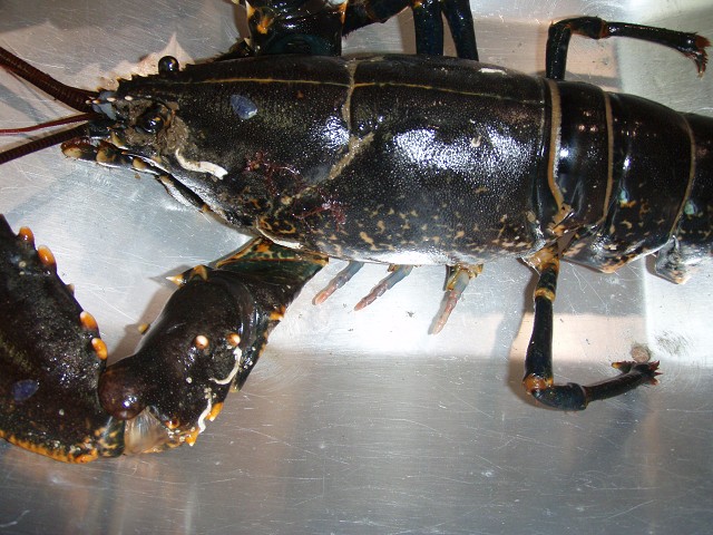 Lobster Pots