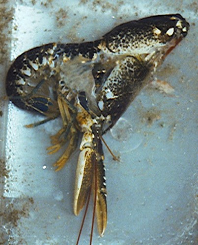 moult12
