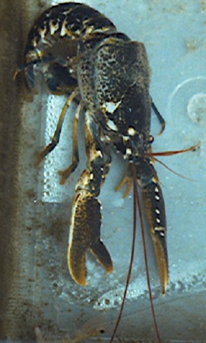 moult5